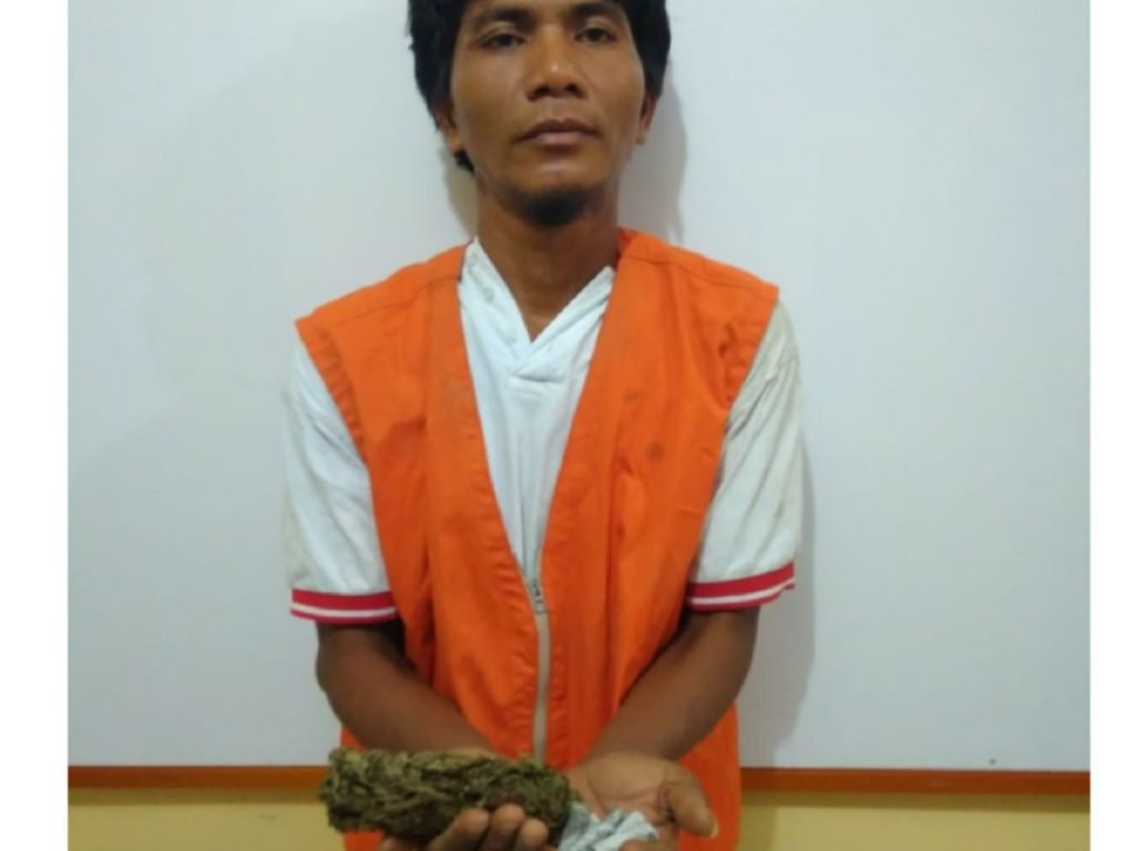 Agen Ganja Desa Bandar Rahmat Ketangkul Polisi Dirumah