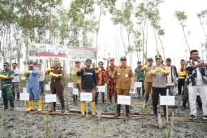 Bupati Zahir Tanam 5000 Manggrove di Desa Perupuk