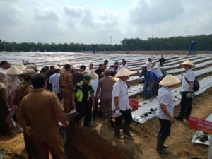 Gubsu Bersama Bupati Tanam Cabai dan Bawang