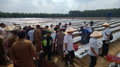 Gubsu Bersama Bupati Tanam Cabai dan Bawang