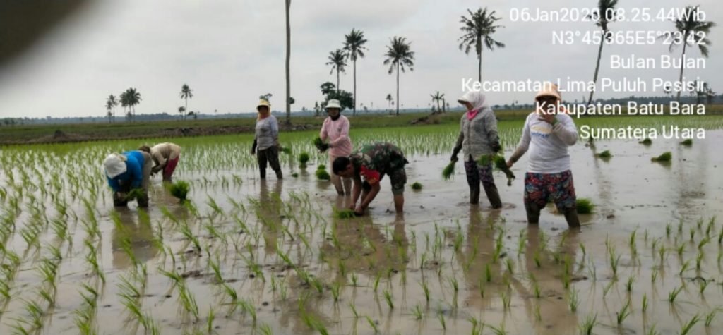 Danramil Lima Puluh Ikut Tanam Padi di Gunung Bandung