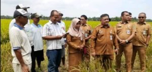 Wabah Corona, Stok Beras Batubara Cukup