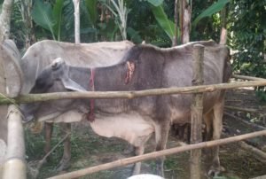 Disnakbun Batubara, Kebutuhan Hewan Potong Jelang Ramadhan Aman