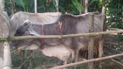 Disnakbun Batubara, Kebutuhan Hewan Potong Jelang Ramadhan Aman