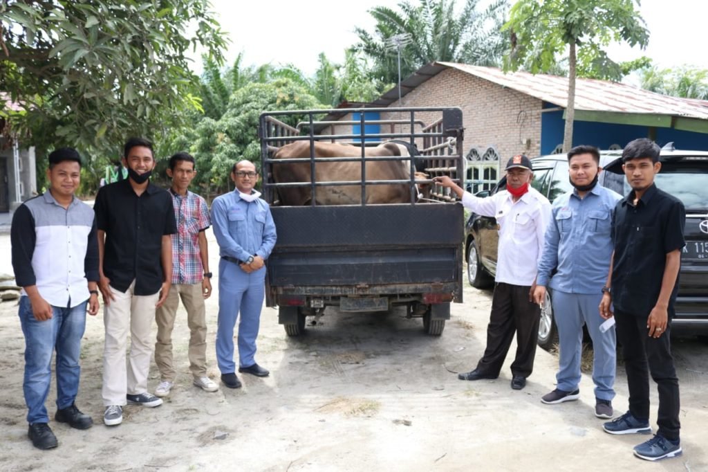Sumber Dana CSR, Inalum Berikan 20 Ekor Sapi Qurban ke Warga 16 Desa