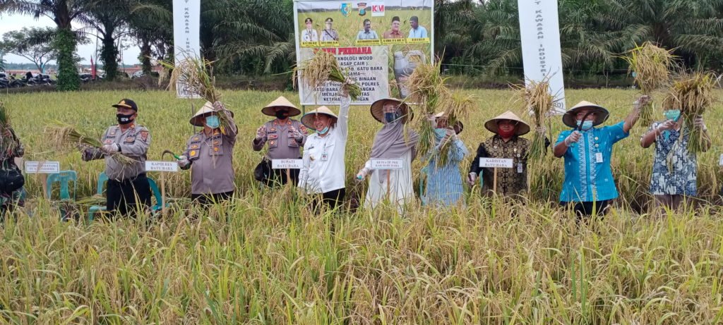 Bupati, Kapolres dan Ketua TP PKK Panen Padi