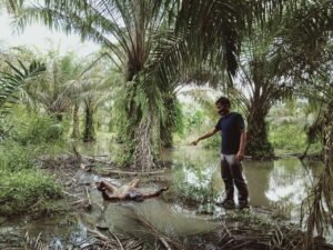 Warga Gunung Rante Temukan Mayat Mr X di Kebun Sawit