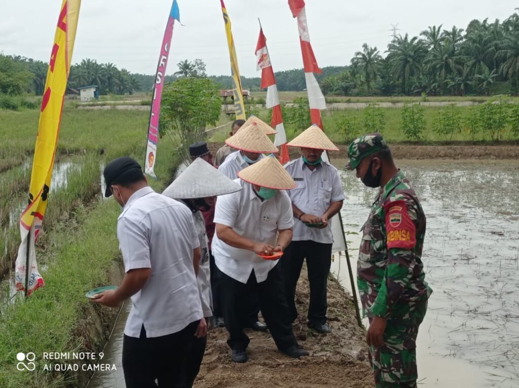 Bupati Turun Sawah Semai Padi di Gunung Melayu