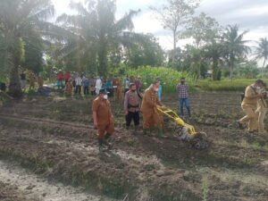 Panen Padi dan Tanam Bawang Merah Perdana di Desa Pematang Jering Batubara