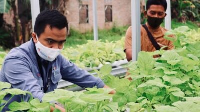 Warga Kuala Tanjung Batubara Panen Sayur Hidroponik Bantuan Inalum