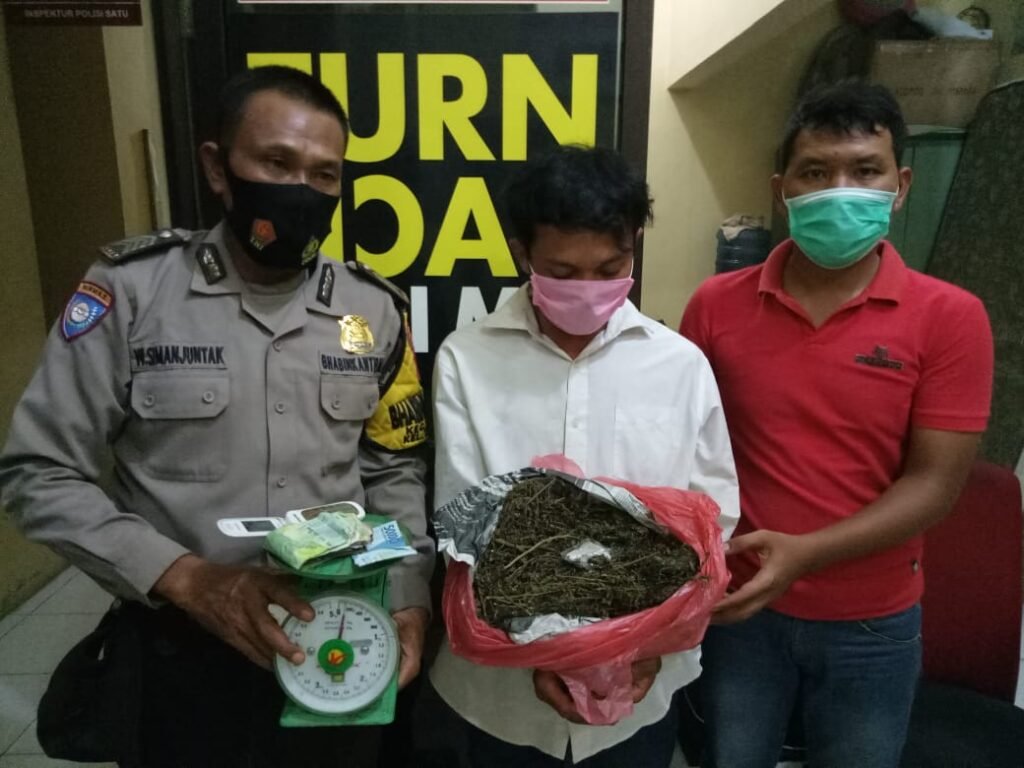 Polsek TBU Amankan ½ Kg Ganja, Uang Rp 295.000 dan Timbangan