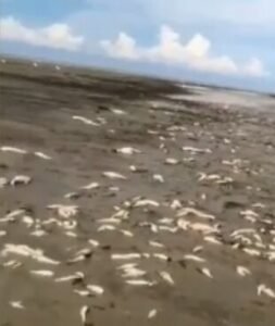 Kapolsek Indra Pura Turun Lokasi Ikan Laut Mendadak Mati