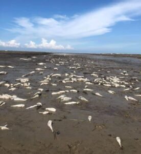 Tipiter, Dinas LHKP Ambil Sempel Matinya Ikan di Pantai Batubara