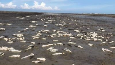 Tipiter, Dinas LHKP Ambil Sempel Matinya Ikan di Pantai Batubara