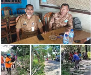 Plt LHKP Sebut Penebangan Pohon Perintah Bupati Batubara