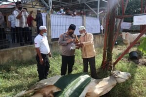 Idul Adha 1442 Hijriah, Polres Batubara Sembelih 10 Ekor Lembu