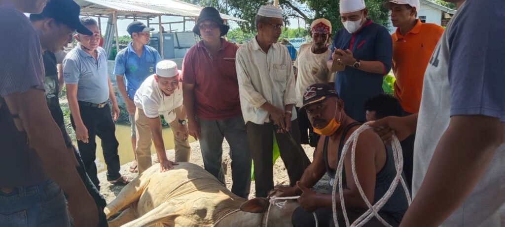 Kadin Batubara Sembelih 3 Ekor Lembu