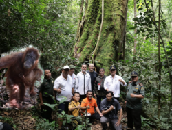 Wagubsu Tinjau Lokasi Rehabilitasi Feeding Orang Utan di Bukit Lawang