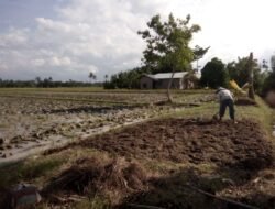 Petani Padi Air Putih Buat Pola Tanam Serentak