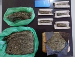 Satnarkoba Polres Karo Tangkap Bandar Ganja Desa Tanjung Merawa, Total Barbut 1,750 Kg