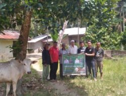 Pemkab Labura Siapkan 73 Ekor Sapi Qurban