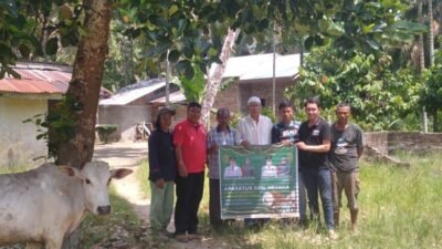 Pemkab Labura Siapkan 73 Ekor Sapi Qurban