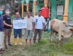 Inalum Bagikan 40 Ekor Hewan Qurban ke Masyarakat