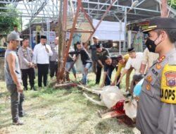 Polres Batubara Sembeli 6 Ekor Hewan Qurban