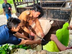 Pemdes Sipare-Pare Sembelih 2 Lembu