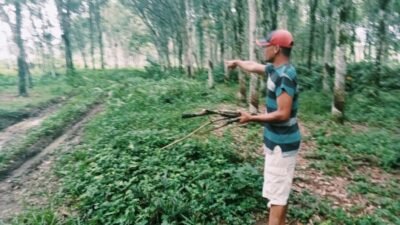 Oknum Polisi Aek Natas Todong Pistol ke Pria Pencari Kayu Bakar