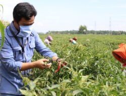 Melalui Program BABE LUCU, Inalum Dorong Lumbung Cabai Sumut