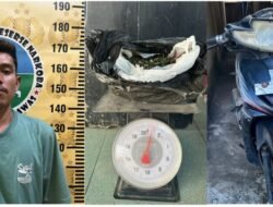 Bawa Ganja 600 Gram di Box Motor, AS Ditangkap di Muara Beliti