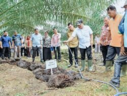 Limbah Sawit Jadi Pupuk Organik di Batubara