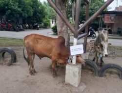 30 Ekor Hewan Qurban Pemkab Batubara Diserahkan ke Masyarakat