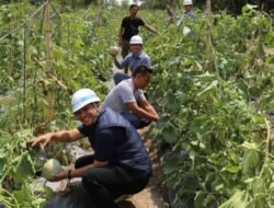 Inalum Kolaborasi Kelompok Tani Milenial Panen Melon