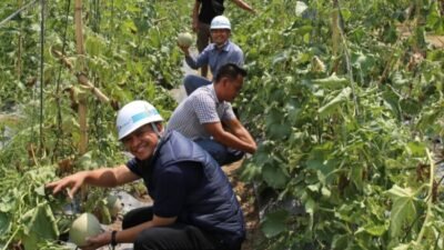 Inalum Kolaborasi Kelompok Tani Milenial Panen Melon