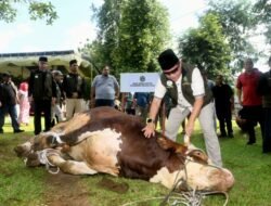 Pj Gubernur Sumut Bersama Sekdaprov Saksikan Penyembelihan Sapi Limosi