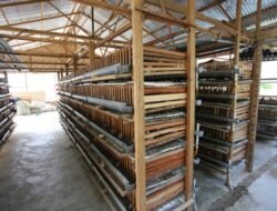 Inalum Bantu Penangkaran Burung Puyuh Asahan