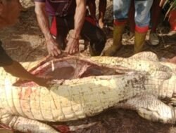 Kematian Tragis di Rokan Hilir, Seorang Petani Diterkam Buaya