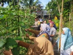 Dukung Swasembada Pangan Dengan Tanam Padi dan Buah-buahan di Batubara