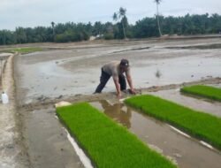 Polisi Batubara Turun Sawah, Tanam Padi Dukung Ketahanan Pangan