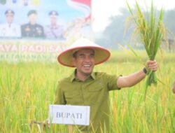 Wabup Labura Panen Padi di Desa Gunung Melayu,Dorong Ketahanan Pangan Lokal