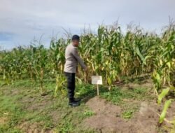 Polsek Lima Puluh Cek Jagung di Lahan 3 Hektare