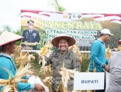 Panen Raya Jagung di Batubara Simbol Dukung Ketahanan Pangan Presiden