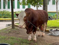 Presiden Prabowo Sumbang 985 Sapi Kurban se-Indonesia, 36 Ekor ke Sumut