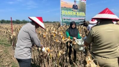 Panen Jagung di Batubara, Sinergi Polri dan Swasta Dukung Ketahanan Pangan Nasional