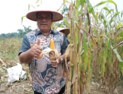 Bupati Asahan Ikuti Panen Jagung Serentak Dipimpin Presiden Prabowo