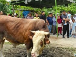 Gubernur Sumut Saksikan Penyembelihan 2 Sapi Raksasa di Masjid Jamik Hanifah