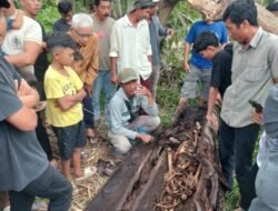 Warga Sergai Geger, Kerangka Manusia Ditemukan Dalam Pohon Aren Tumbang