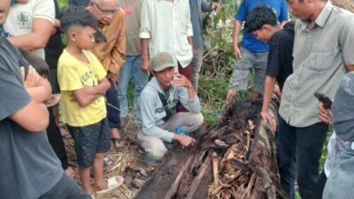 Warga Sergai Geger, Kerangka Manusia Ditemukan Dalam Pohon Aren Tumbang